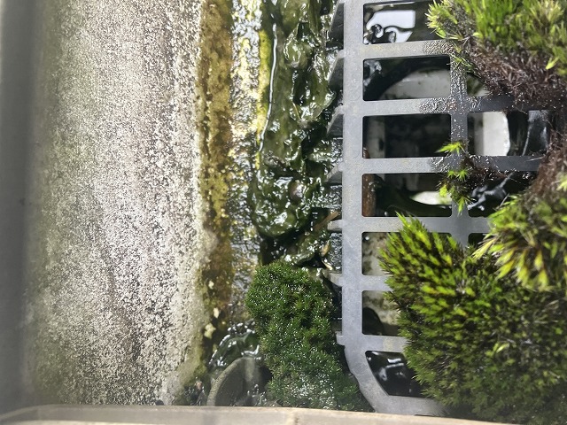 集水器に生えた苔